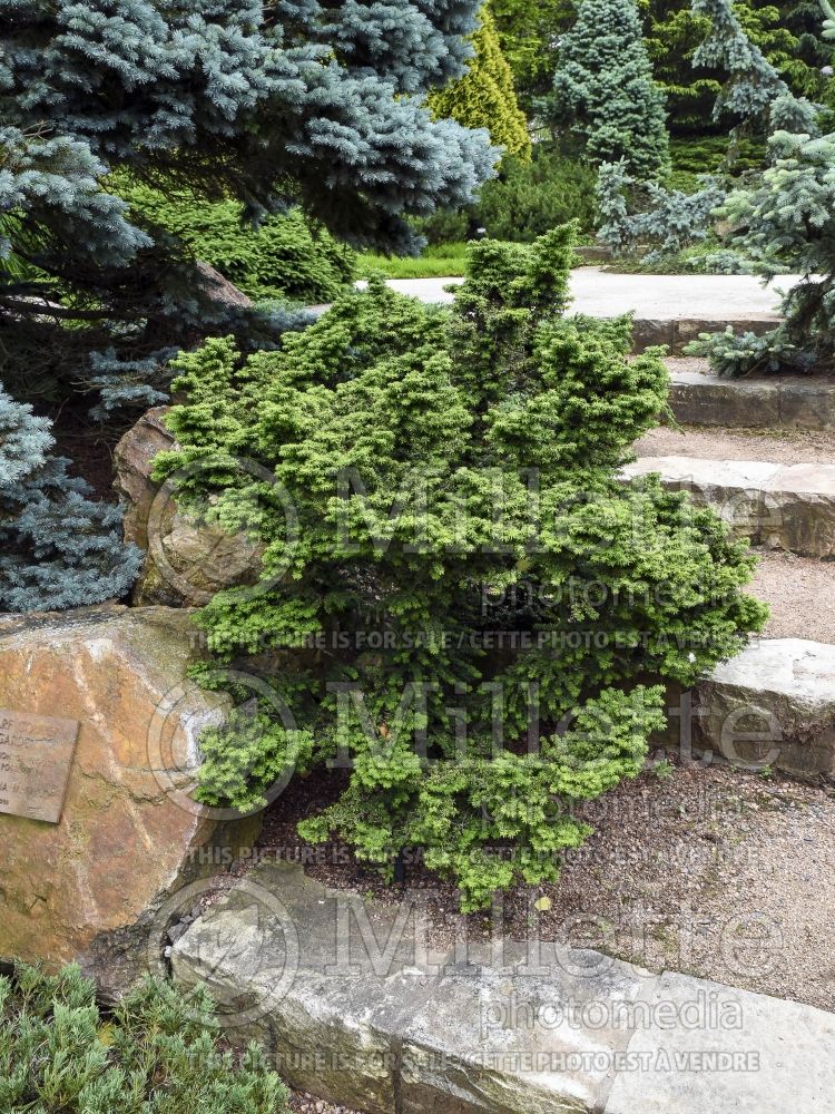 Tsuga Hussi (Canadian Hemlock conifer) 2 