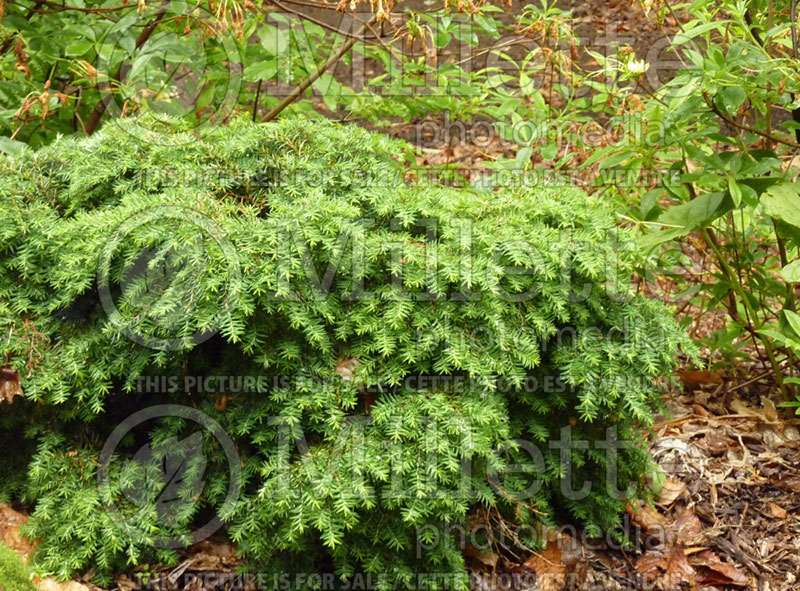 Tsuga Jeddeloh (Canadian Hemlock conifer) 4 