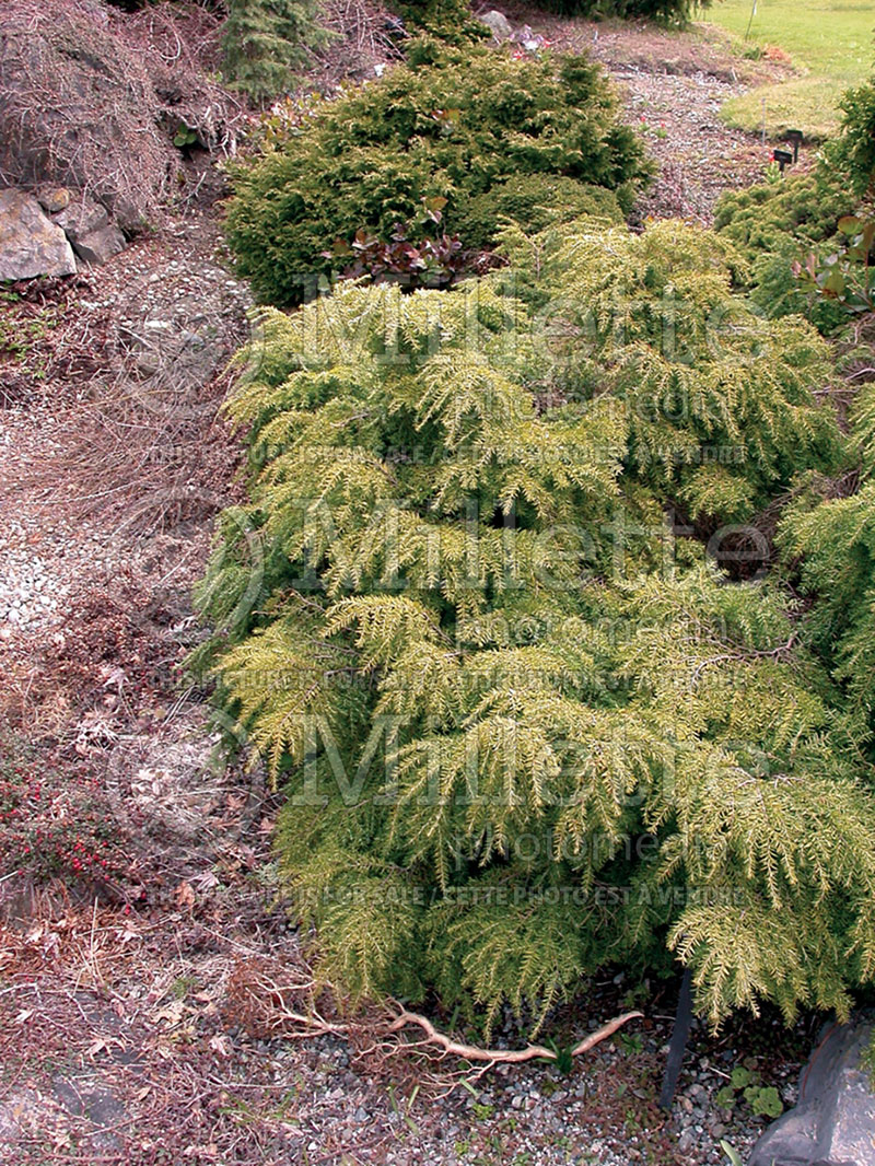 Tsuga Jeddeloh (Canadian Hemlock conifer) 5 