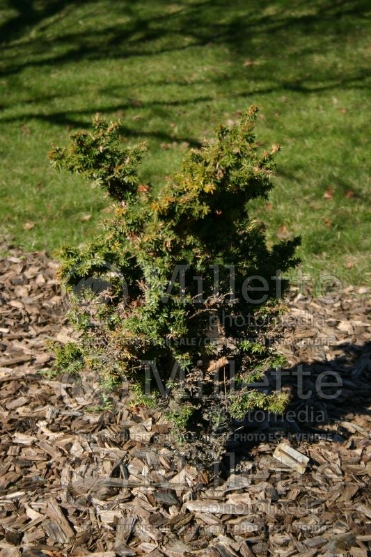 Tsuga Jervis (Canadian Hemlock conifer) 1 