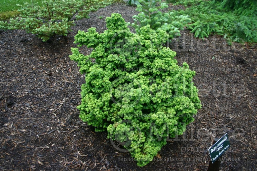 Tsuga Jervis (Canadian Hemlock conifer) 2 