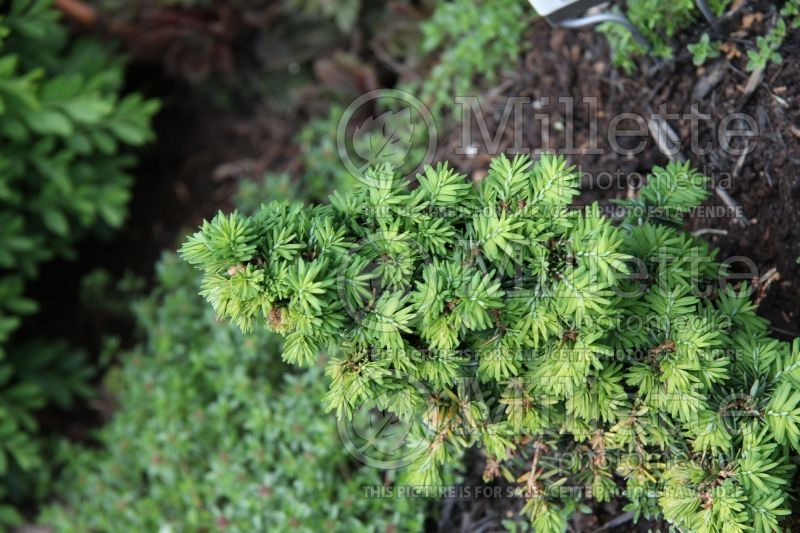 Tsuga Jervis (Canadian Hemlock conifer) 4 