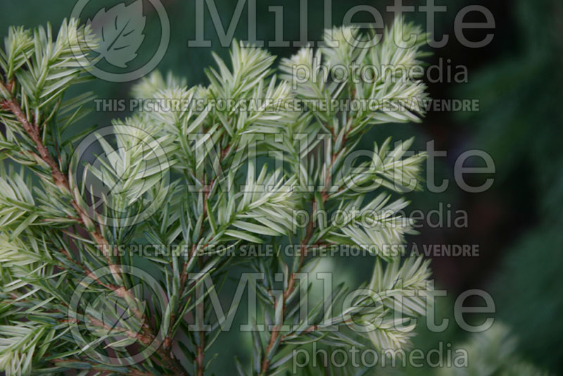 Tsuga Moon Frost (Canadian Hemlock Conifer) 1 