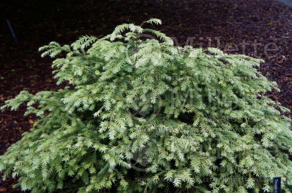Tsuga Moon Frost (Canadian Hemlock Conifer) 5 