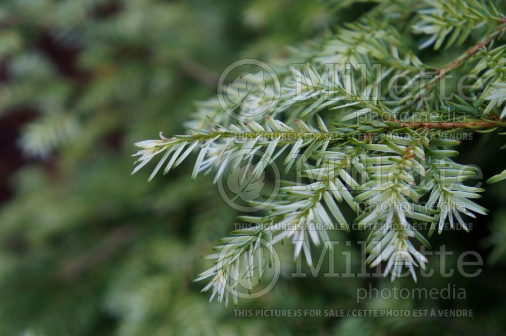 Tsuga Moon Frost (Canadian Hemlock Conifer) 4 