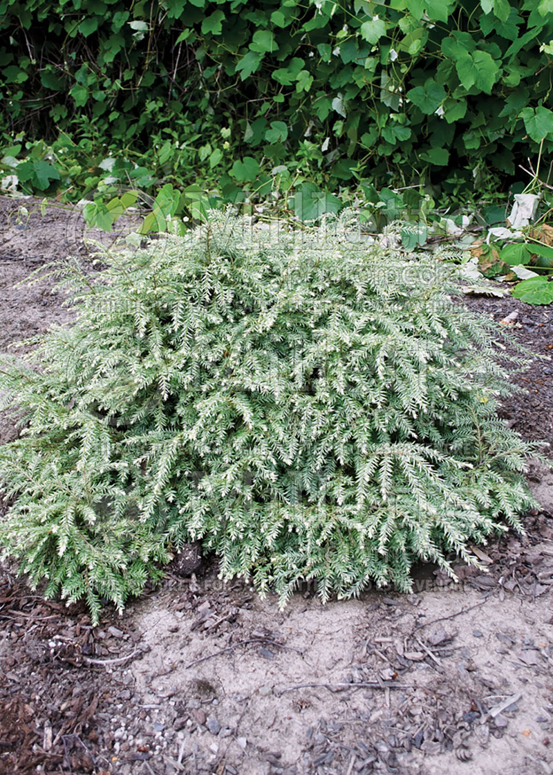 Tsuga Moon Frost (Canadian Hemlock Conifer) 2 