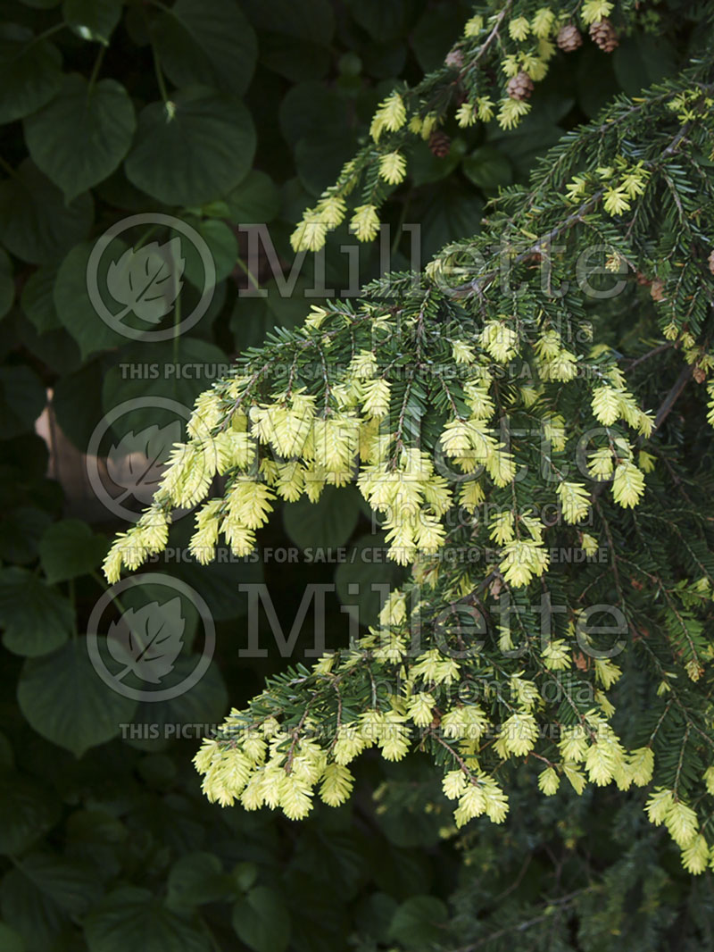 Tsuga New Gold (Canadian Hemlock conifer) 1 