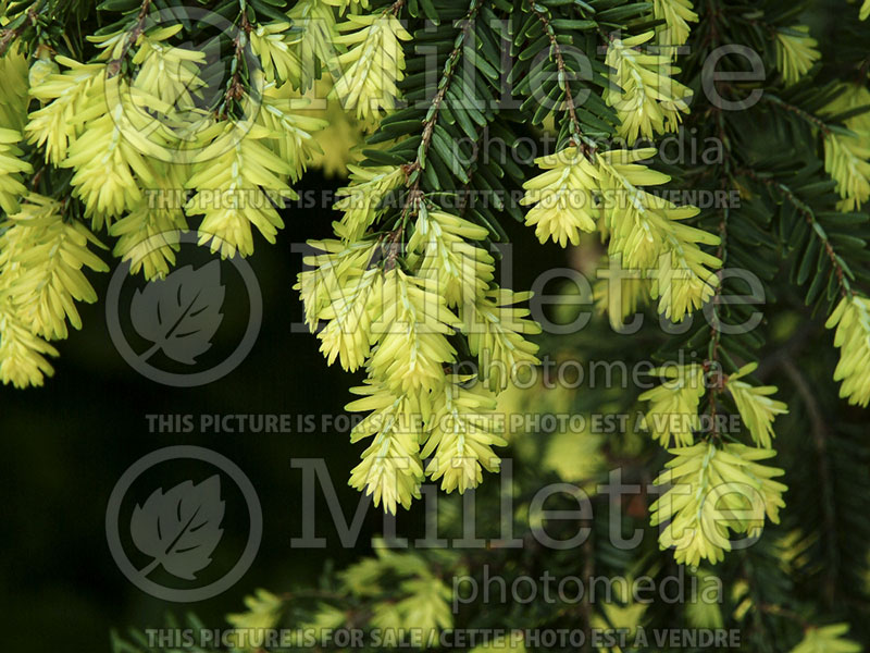 Tsuga New Gold (Canadian Hemlock conifer) 2 