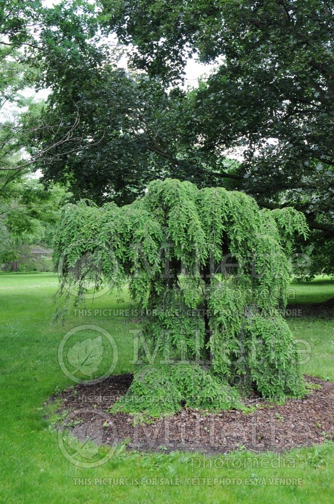 Tsuga Pendula aka Sargentii (Canadian Hemlock conifer) 3 