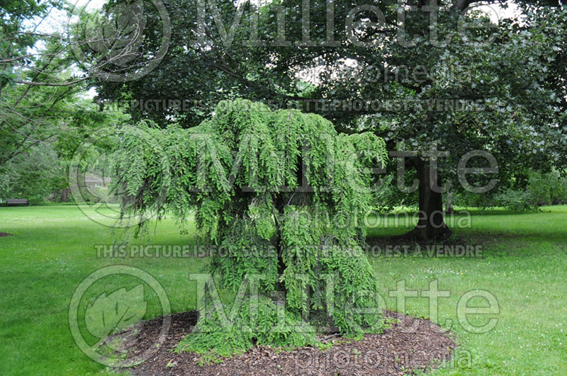 Tsuga Pendula aka Sargentii (Canadian Hemlock conifer) 2 