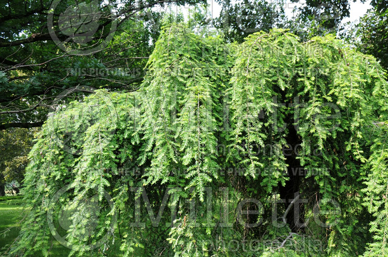 Tsuga Pendula aka Sargentii (Canadian Hemlock conifer) 1 