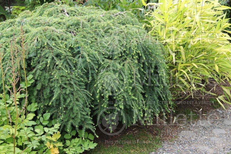 Tsuga Pendula aka Sargentii (Canadian Hemlock cobifer) 4 