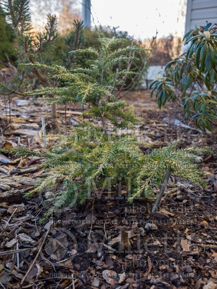 Tsuga Woodrose (Canadian Hemlock Conifer) 1 