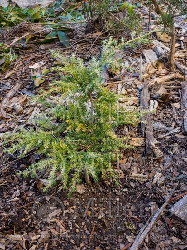 Tsuga Woodrose (Canadian Hemlock Conifer) 2