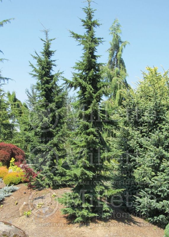 Tsuga mertensiana (Hemlock conifer) 2 