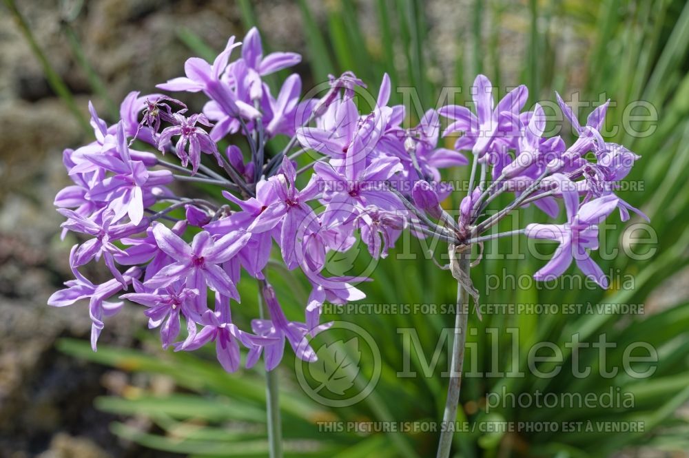 Tulbaghia violacea (society garlic) 6