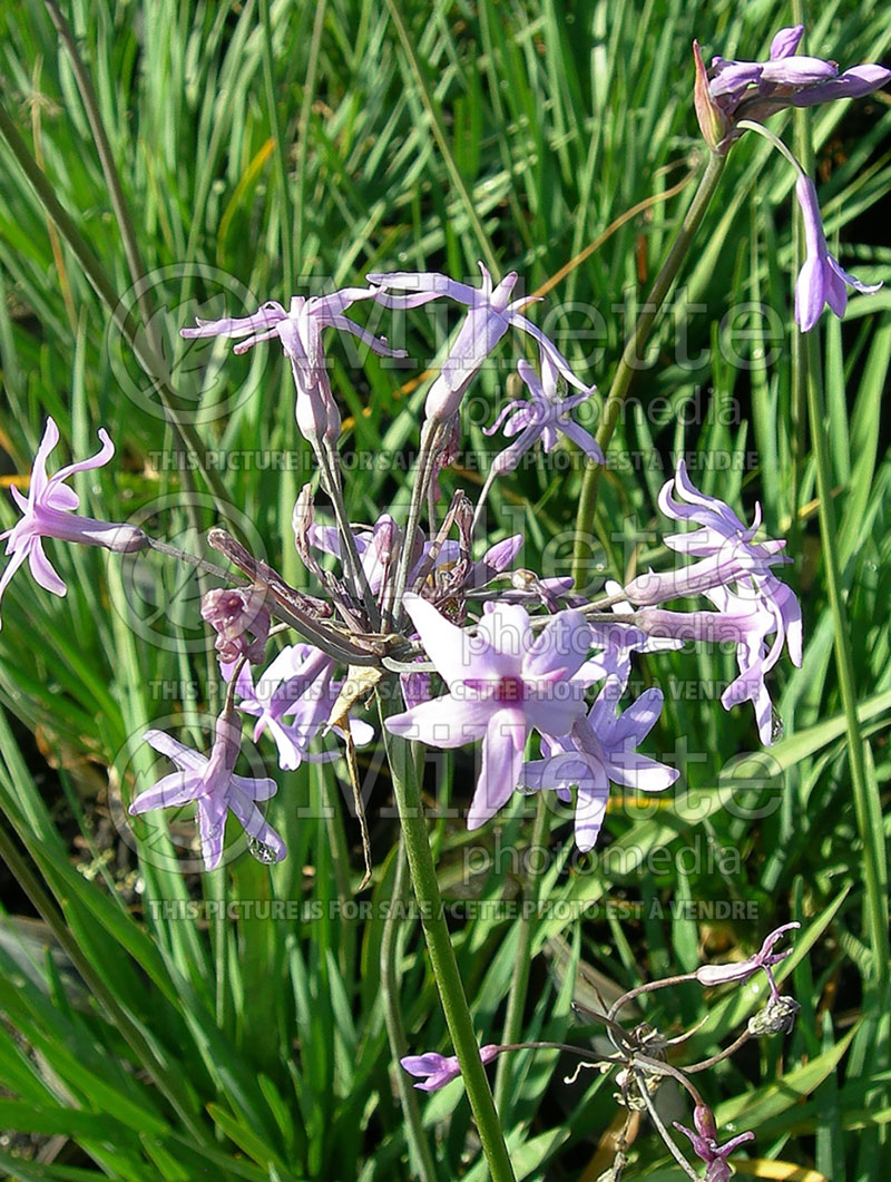 Tulbaghia violacea (society garlic) 1 