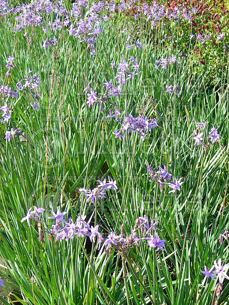 Tulbaghia violacea (society garlic) 2