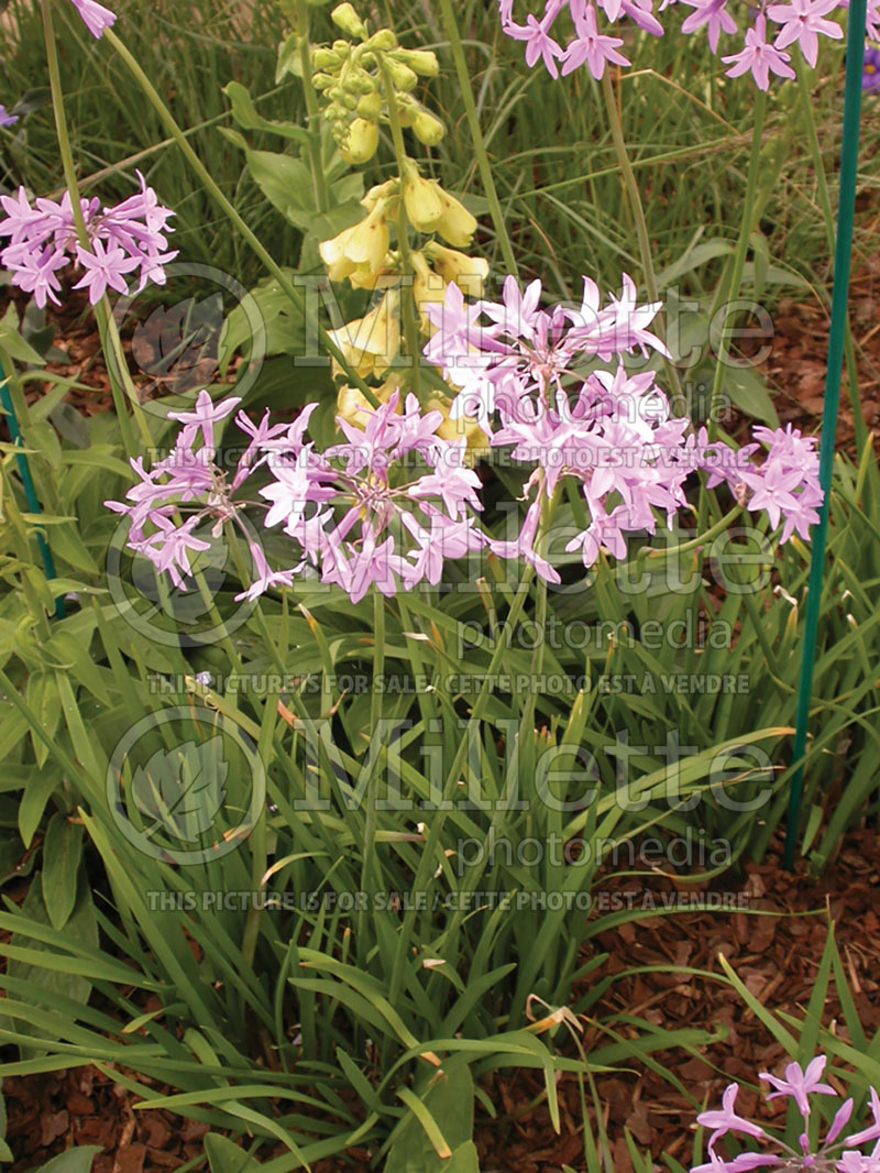 Tulbaghia violacea (society garlic) 5