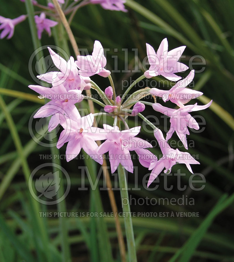 Tulbaghia violacea (society garlic) 4