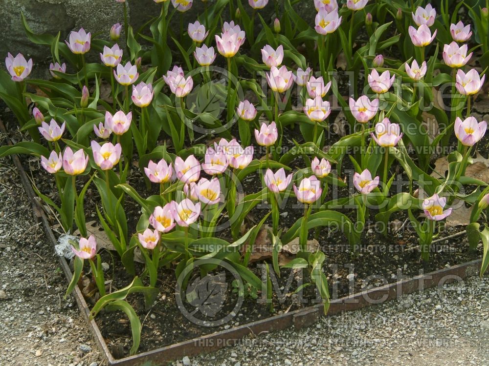 Tulipa Lilac Wonder (Greek and Turkish species Tulip) 8 