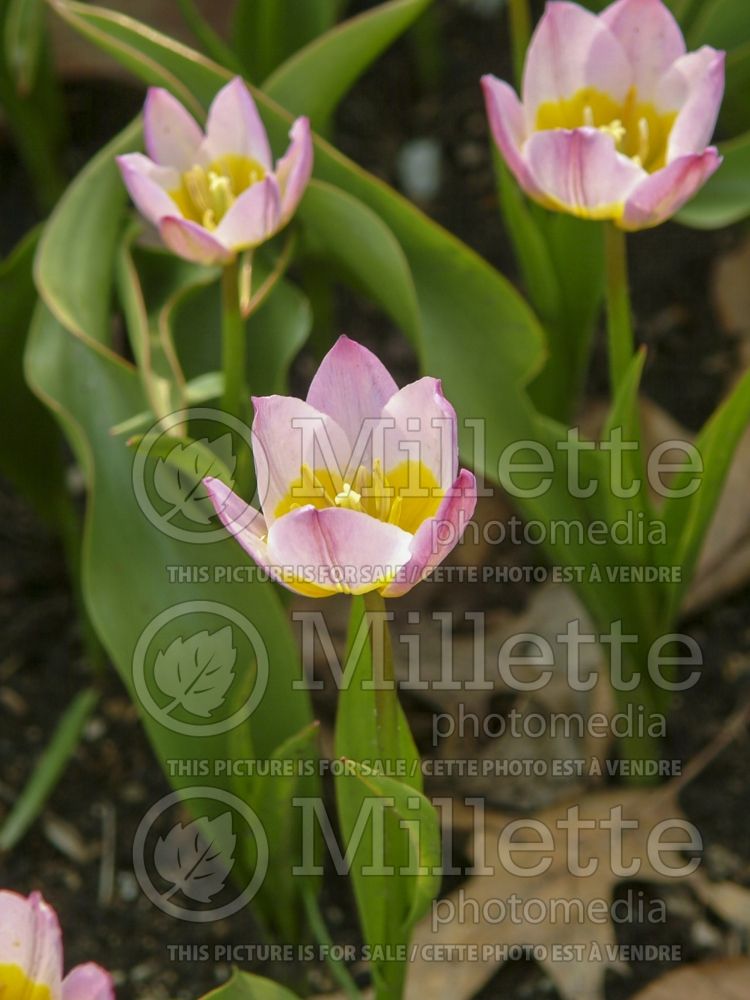 Tulipa Lilac Wonder (Greek and Turkish species Tulip) 9 