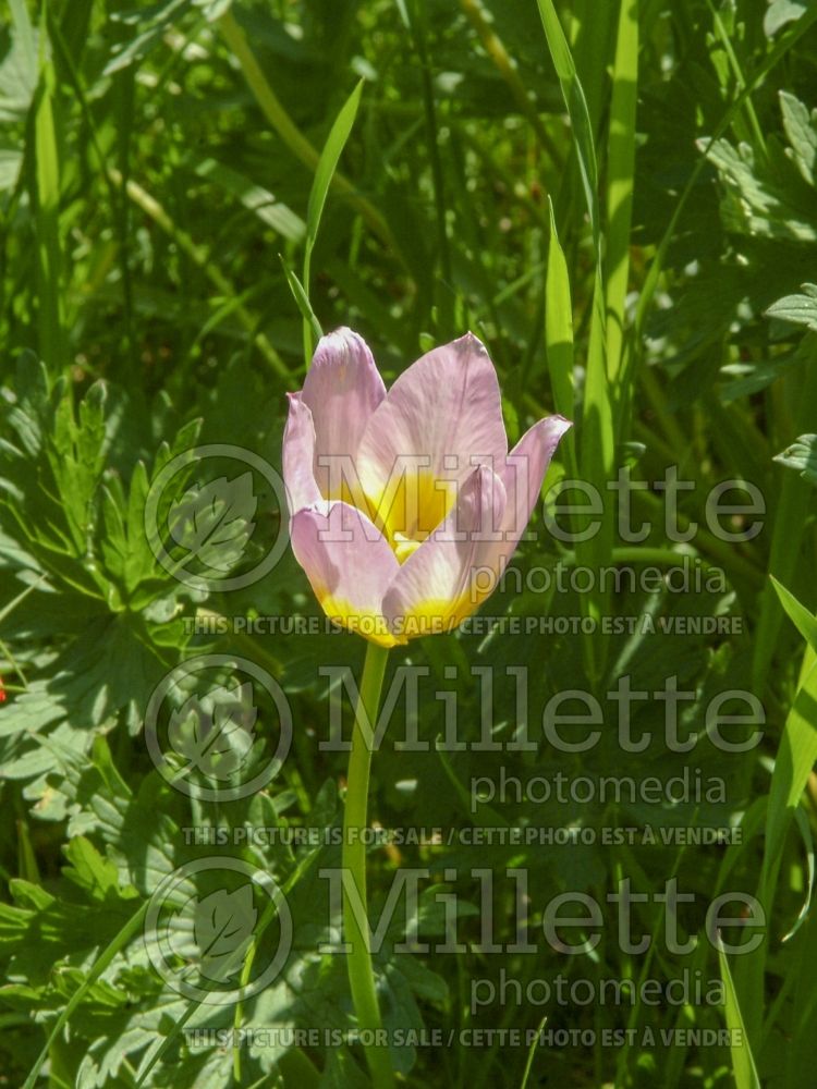 Tulipa Lilac Wonder (Greek and Turkish species Tulip) 10 