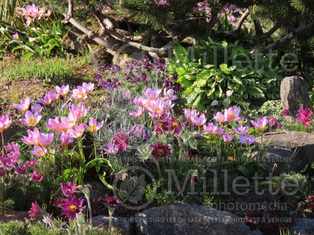 Tulipa Lilac Wonder (Greek and Turkish species Tulip) 6 