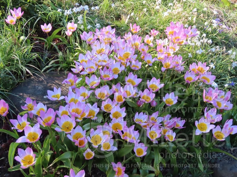 Tulipa Lilac Wonder (Greek and Turkish species Tulip) 7 
