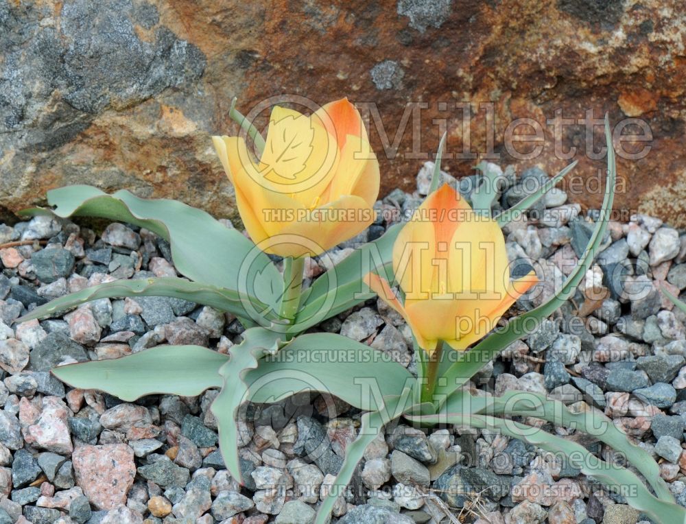 Tulipa Bright Gem (Species Tulip) 2 