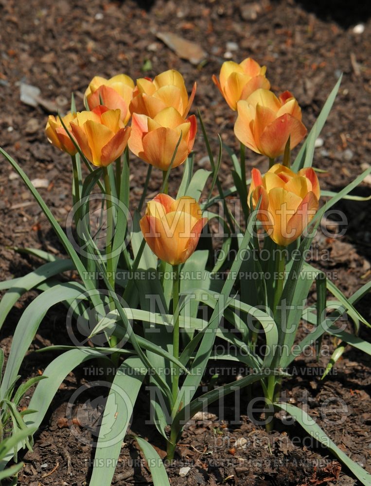 Tulipa Bright Gem (Species Tulip) 3 