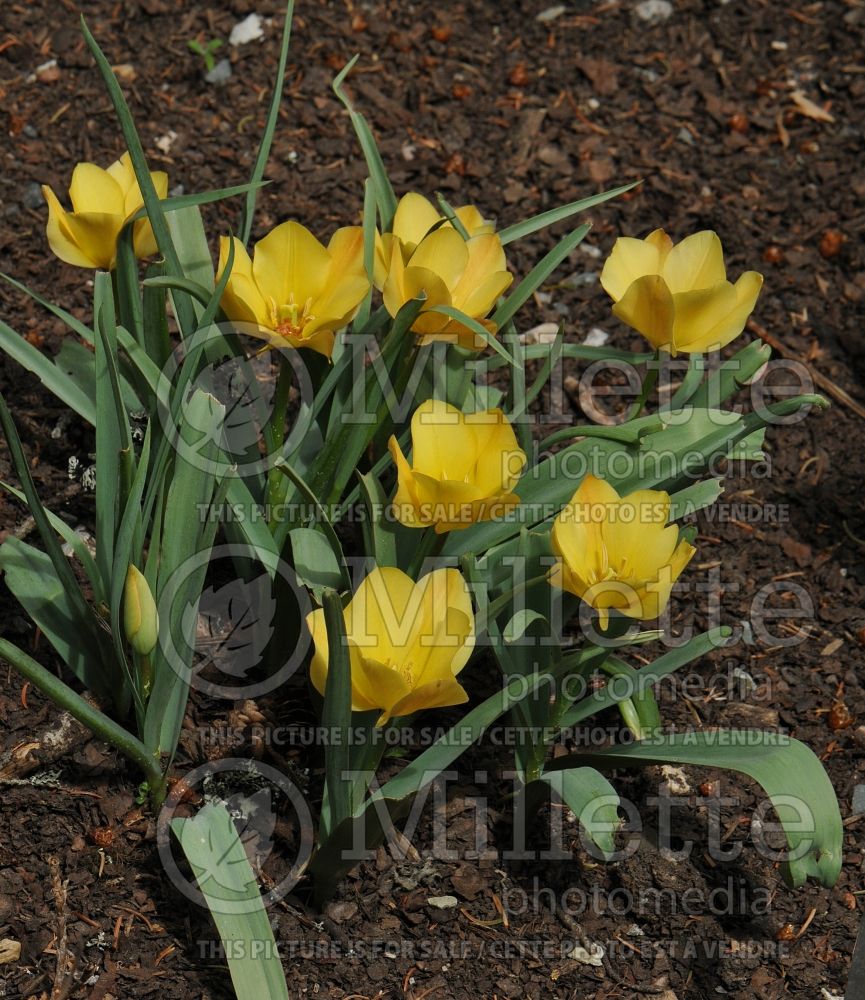 Tulipa Bright Gem (Species Tulip) 4 