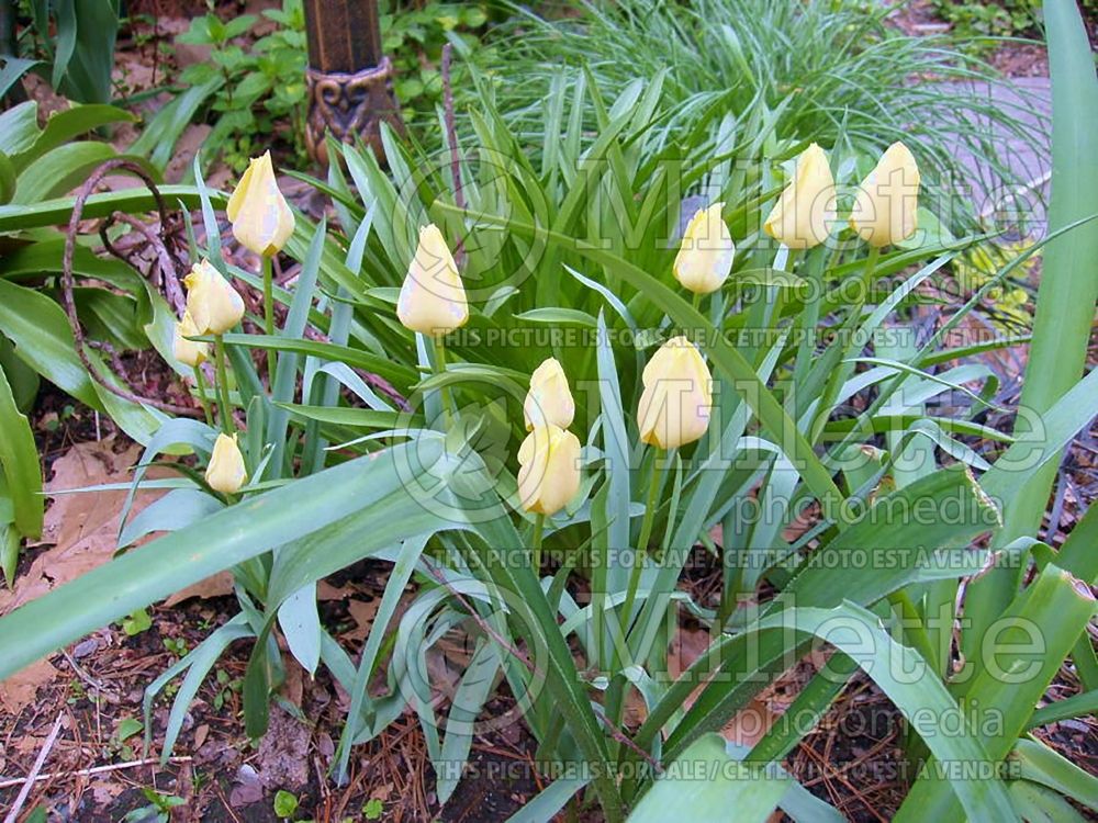 Tulipa Yellow Jewel (Tulip) 1