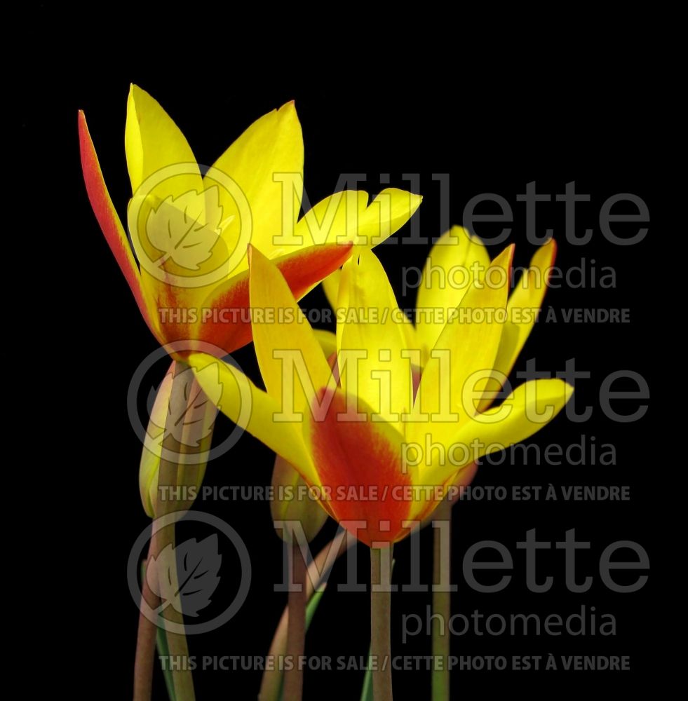 Tulipa Cynthia (Tulip) 1