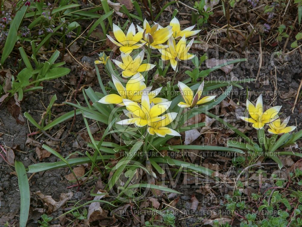 Tulipa tarda (Late Tulip) 1 