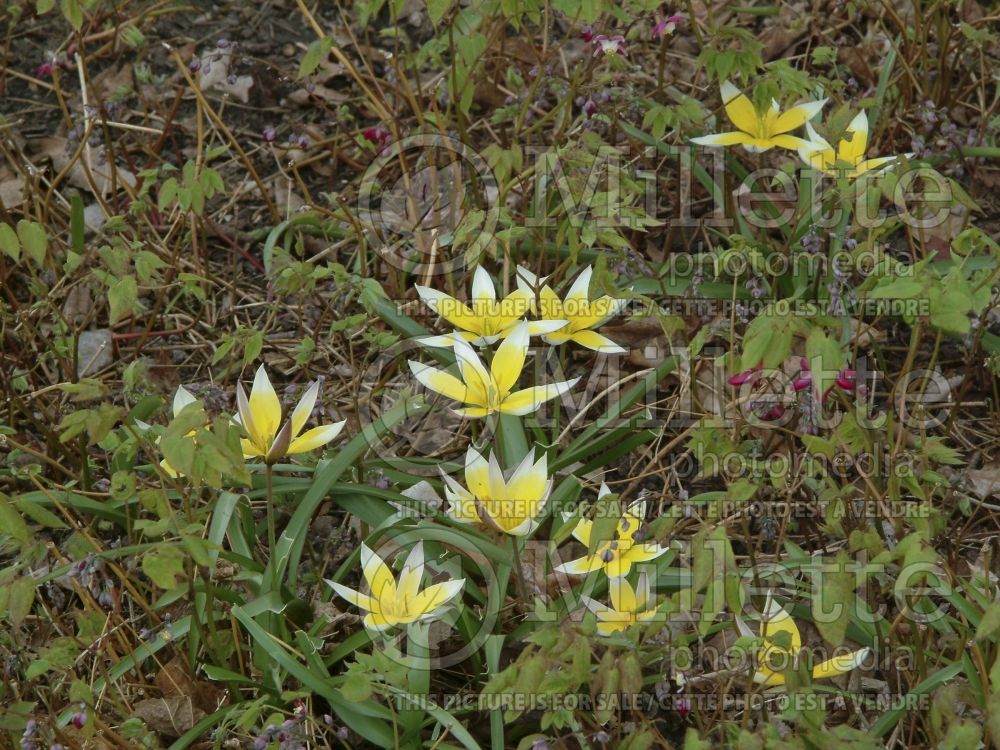 Tulipa tarda (Late Tulip) 3 