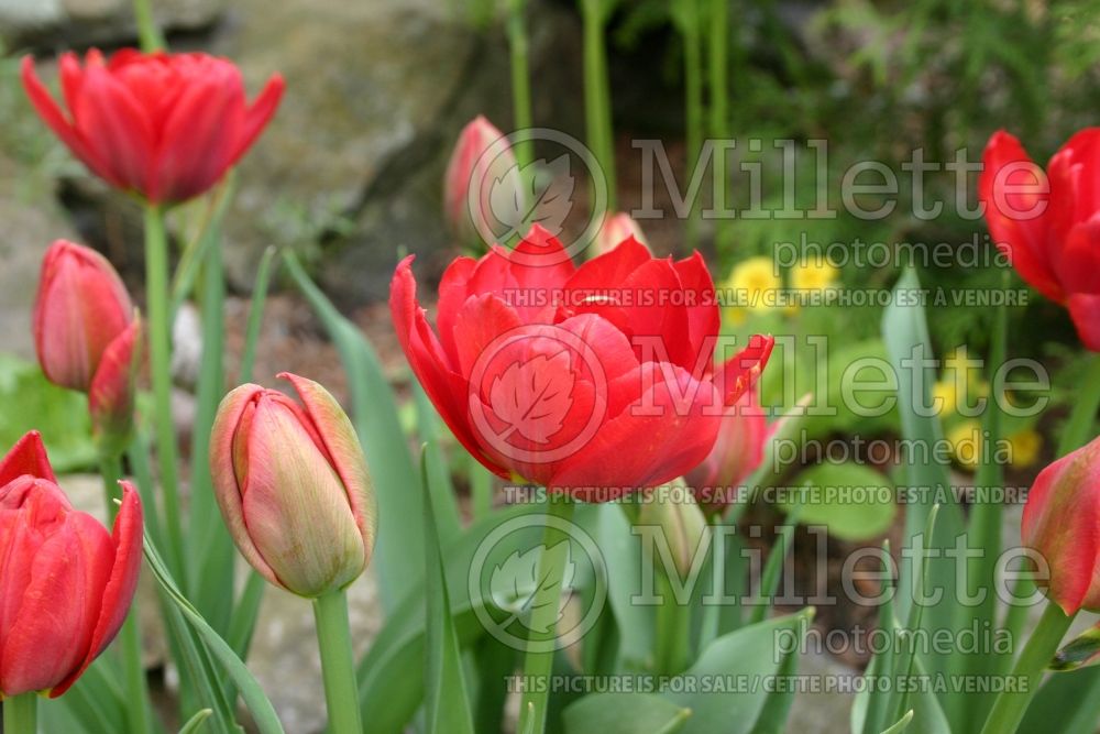 Tulipa Abba (Tulip) 2