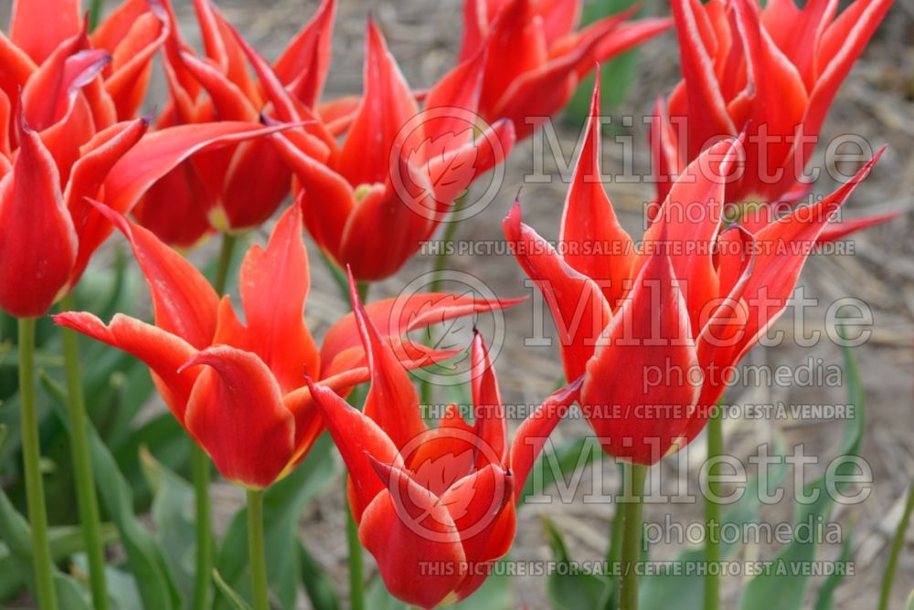 Tulipa Aladdin (lily-flowered Tulip) 1
