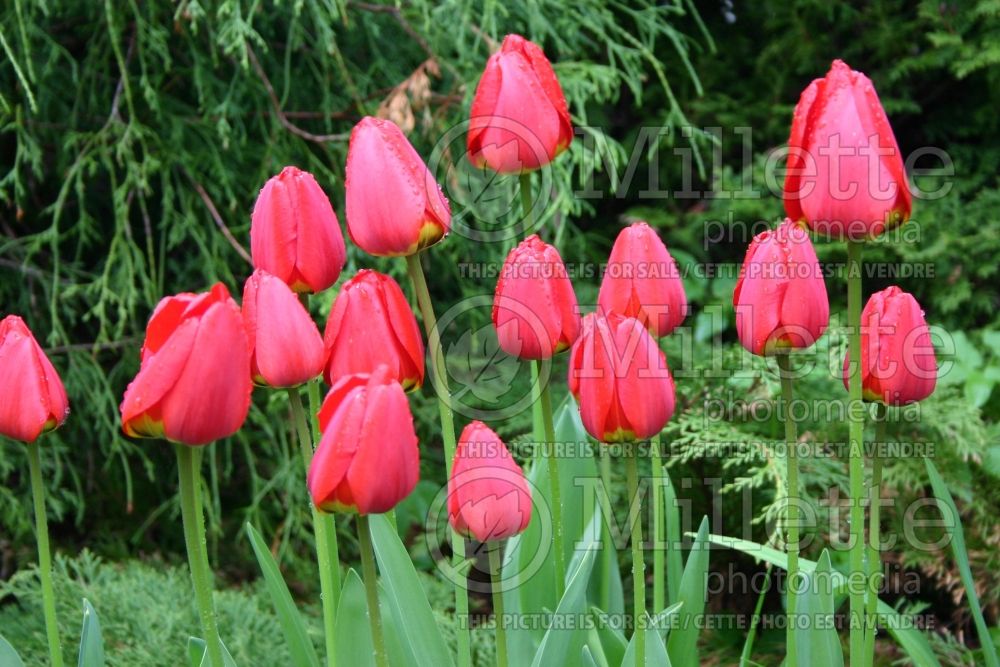 Tulipa Apeldoorn (Tulip) 2 