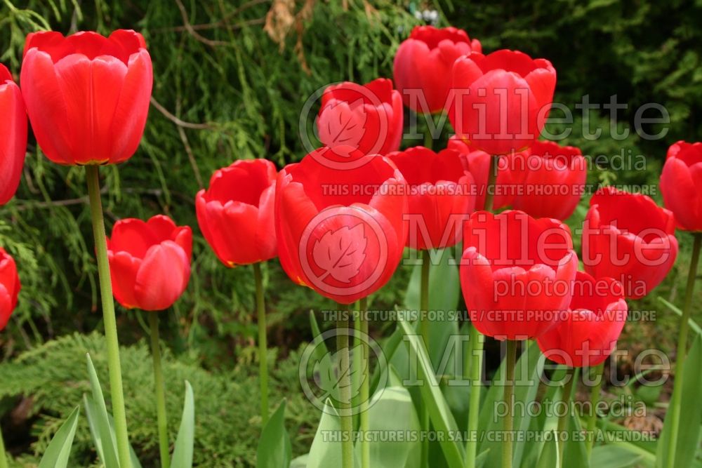 Tulipa Apeldoorn (Tulip) 3 