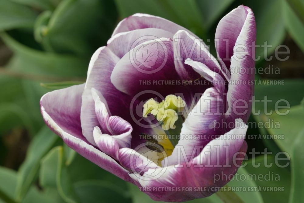 Tulipa Arabian Mystery (Triumph Tulip) 1