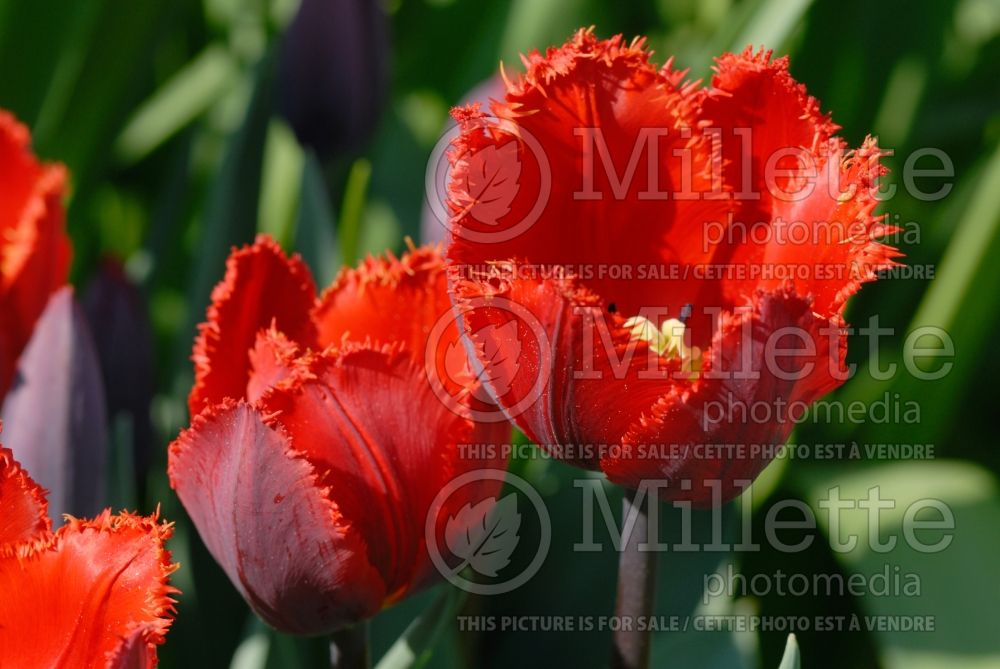 Tulipa Arma (Fringed Tulip) 1 