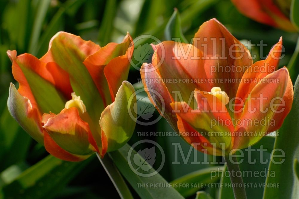 Tulipa Artist (viridiflora Tulip) 1