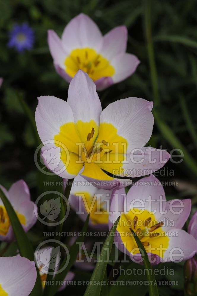 Tulipa Lilac Wonder (Greek and Turkish species Tulip) 12