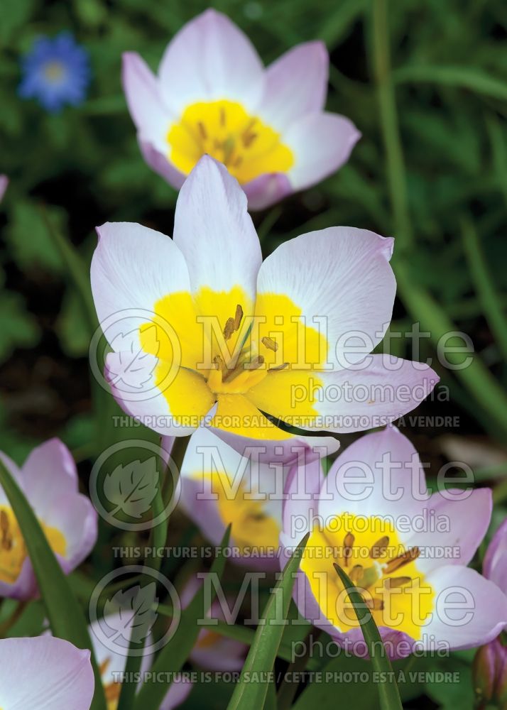 Tulipa Lilac Wonder (Greek and Turkish species Tulip) 11 