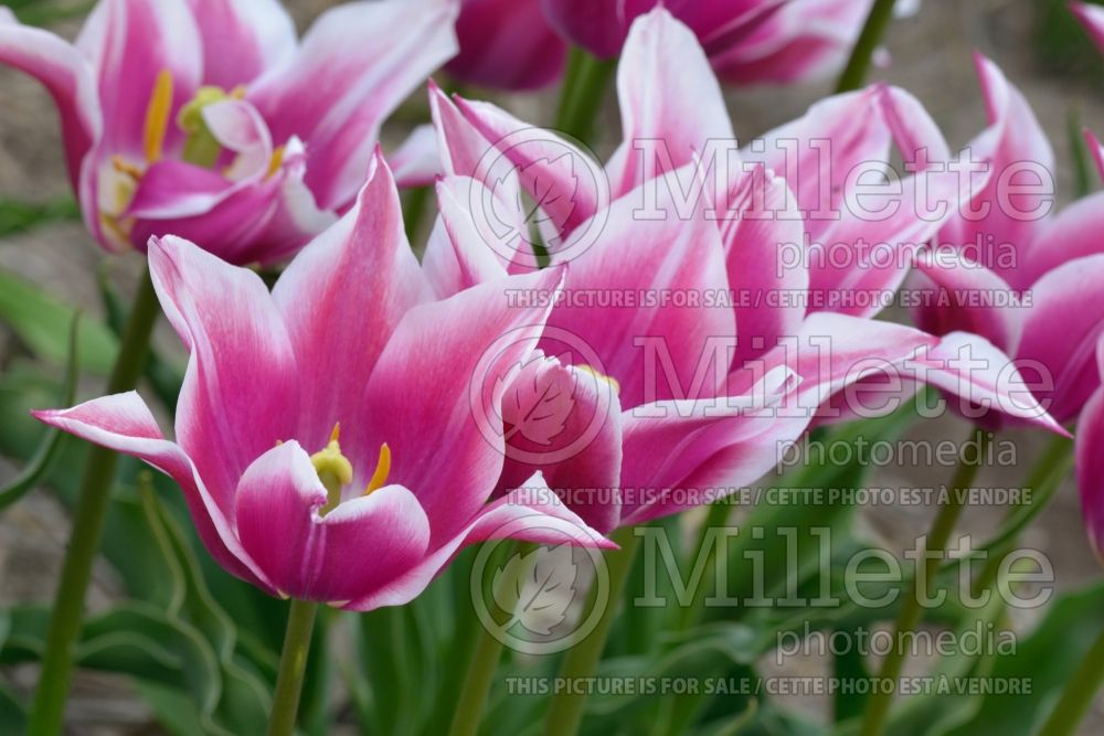 Tulipa Ballade (lily-flowered Tulip) 5