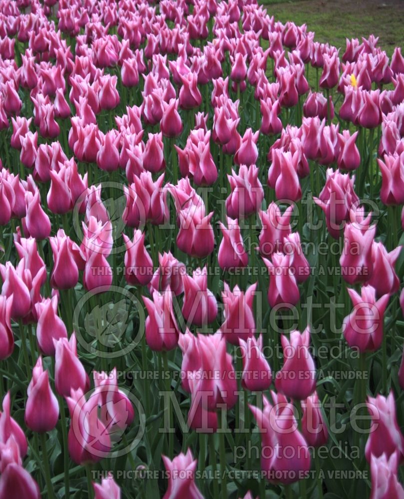Tulipa Ballade (Tulip) 4