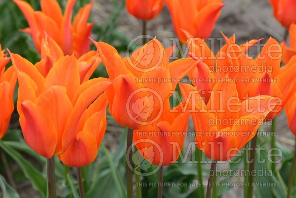 Tulipa Ballerina (lily-flowered Tulip) 3 