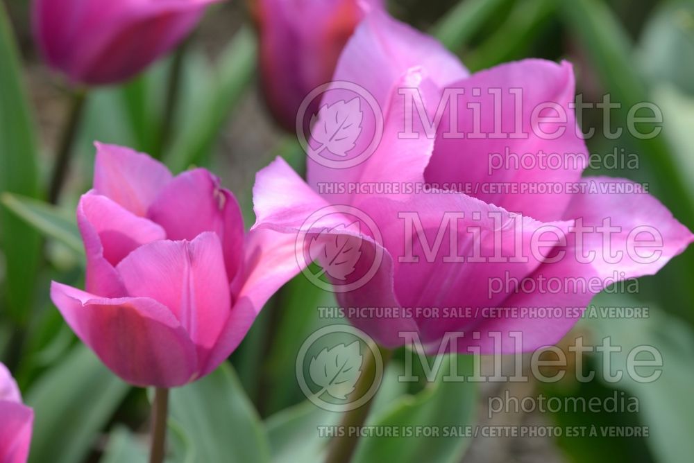 Tulipa Blue Bell (Fringed Tulip) 1