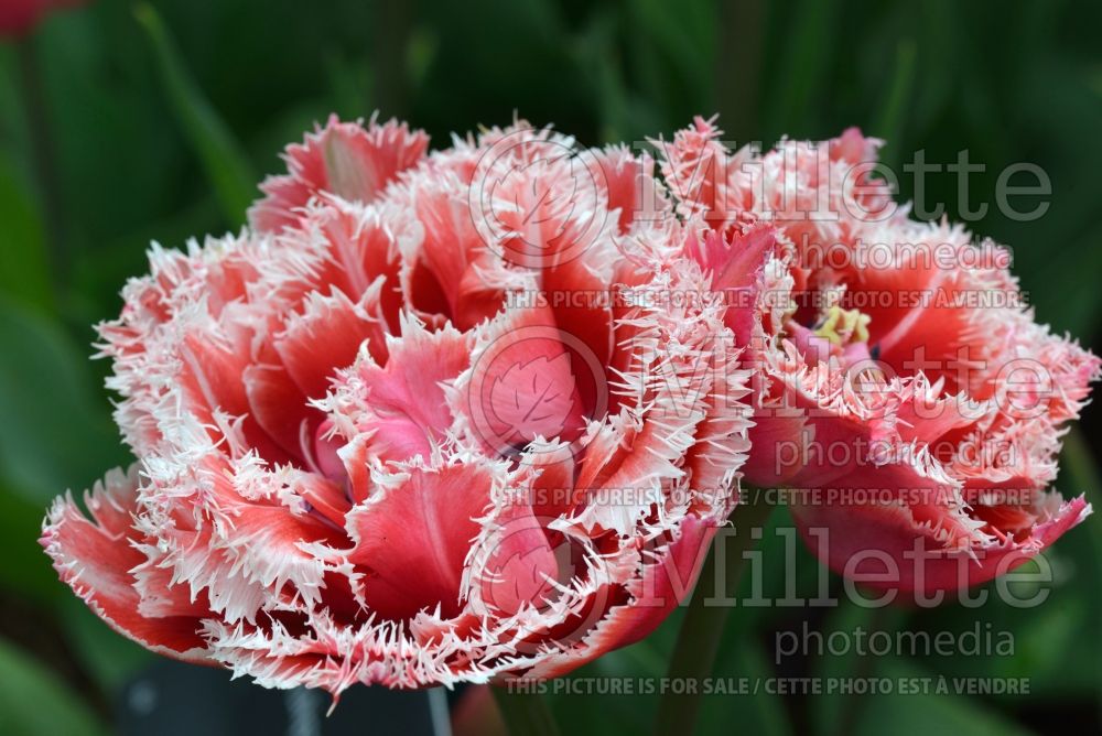 Tulipa Brest (peony, fringed Tulip) 3